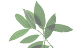 BREATHE Congestion Helping Aromatherapy Inhaler Patches